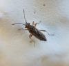 Nysius sp.